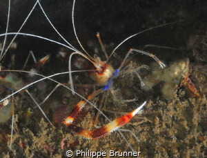 Stenopus hispidus by Philippe Brunner 